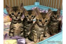 花輪範子ブリーダー